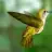 honeybird