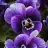 Abant