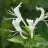 lonicera67