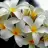 _Gazel_