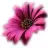 gerbera85