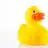 rubber duck