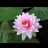 Nilufer_3457