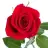 lale_gul_papatya