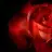 Scarlet16