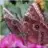 sweet_butterfly