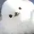 blackbirdie