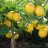 Limonseven