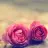 Ayse Nur Y