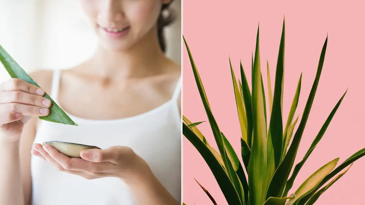 Aloe Veranın Cilde Faydaları Nelerdir? Cilt Bakımı Nasıl Yapılır