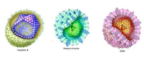 Genital Herpes Simplex Nedir