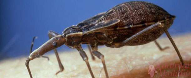 Yeni AIDS: Chagas | 1