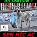 Bizim Çocuklar Sokaktaki Canlar | 5