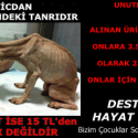 Bizim Çocuklar Sokaktaki Canlar | 10