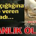 Bizim Çocuklar Sokaktaki Canlar | 1