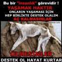 Bizim Çocuklar Sokaktaki Canlar | 16