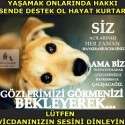 Bizim Çocuklar Sokaktaki Canlar | 9