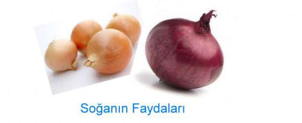 Soğanın Faydaları Nelerdir?