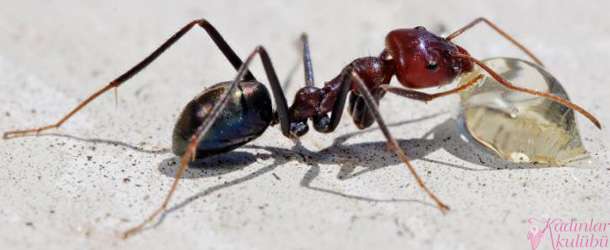 Karıncalardan Kurtulmanın Kesin Yolları