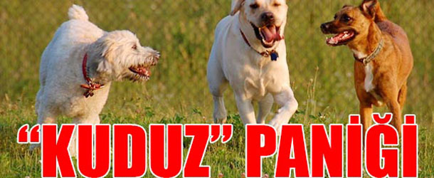 Köpek Isırınca Yapılması Gerekenler | 1