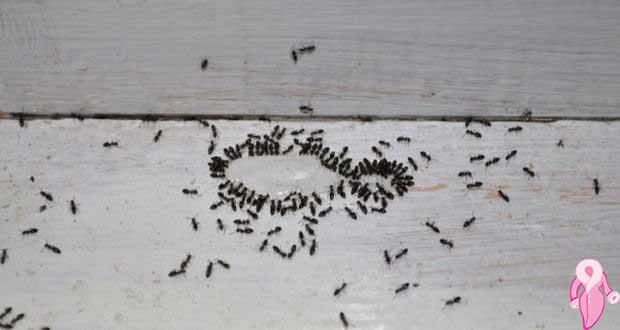 Karıncalardan kurtaran sprey tarifi