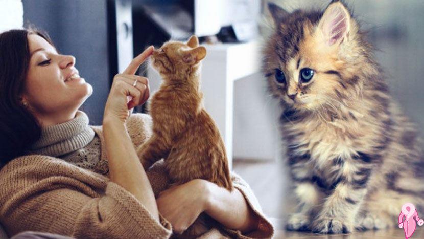 Evde kedi besleyenler için tüyolar | 1