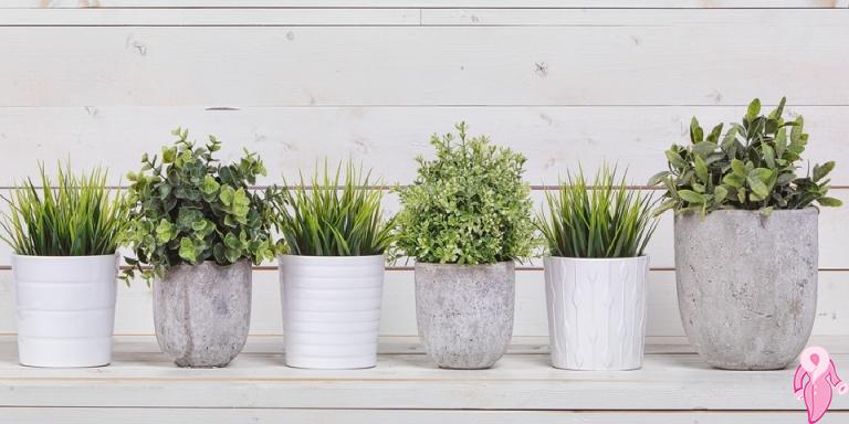 Evinizin Havasını Temizleyecek Bitkiler