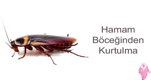 Hamam Böceğinden Kurtulma Yolları