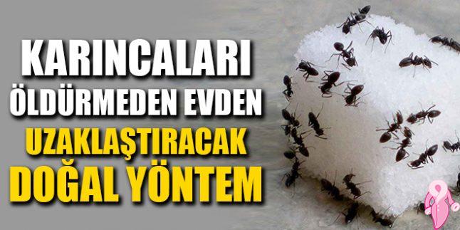 Karıncaları Öldürmeden Kaçırmanın Yolları