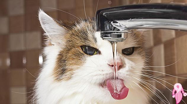 Kediler Suyu Neden Sevmez? Kediler Suya Alıştırılabilir Mi?