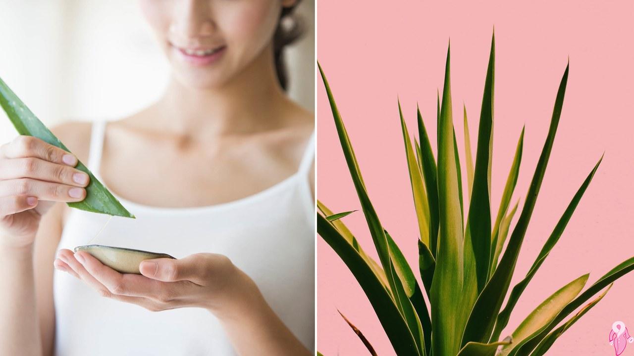 Aloe Vera Cilt Bakımı Nasıl Yapılır? Aloe Veranın Cilde Faydaları Nelerdir?