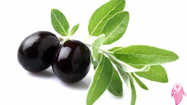 Zeytin Yaprağı Zayıflatır Mı? Kilo Verdirir Mi? | 1