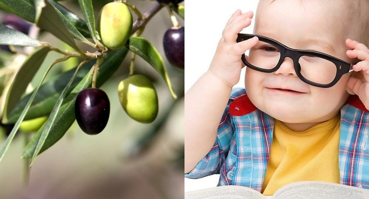 Bebekler Zeytin Ne Zaman Yer? 10 Adımda Tuzsuz Bebek Zeytini Tarifi