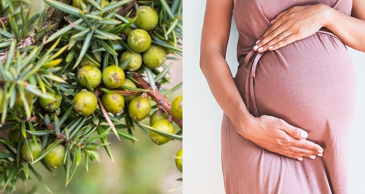 Hamilelikte Ardıç Tüketimi ve Zararları: Sağlıklı Gebelik İçin Bilinmesi Gerekenler