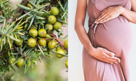 Hamilelikte Ardıç Tüketimi ve Zararları: Sağlıklı Gebelik İçin Bilinmesi Gerekenler