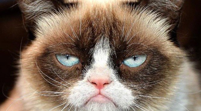 kedi.jpg