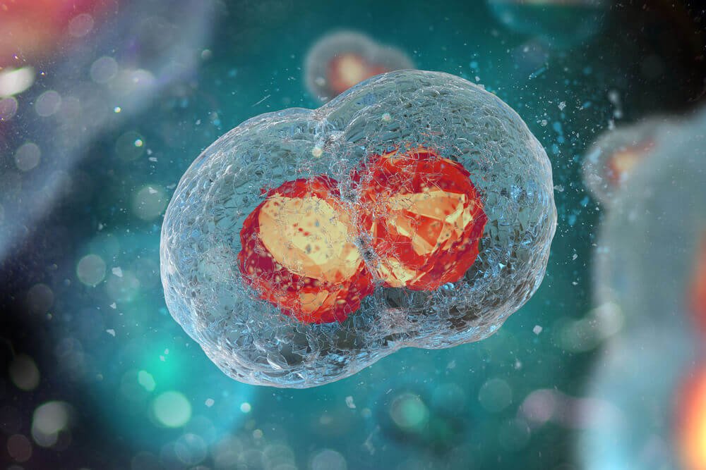 Blastokist Transferi Nasıl Uygulanmaktadır?