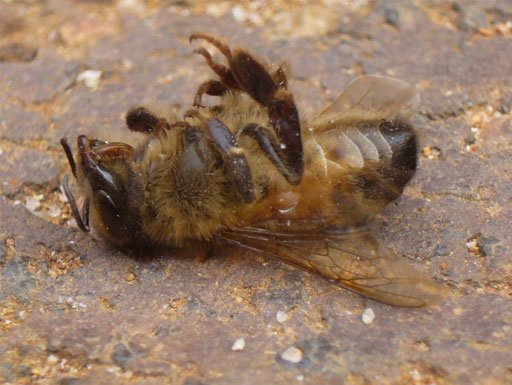 scikbees1.jpg
