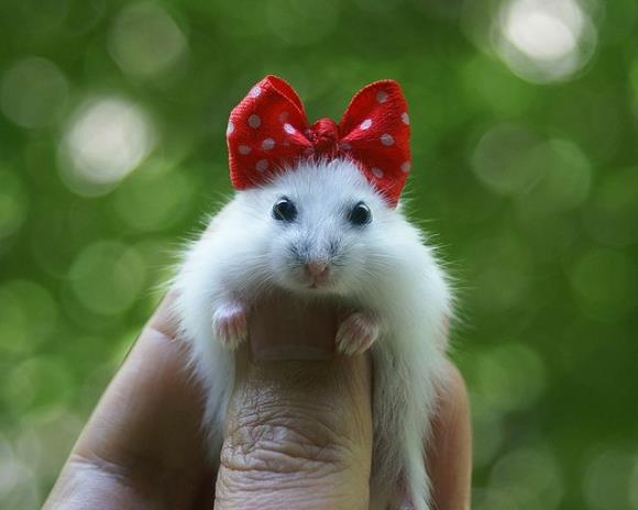 Sevimli-Hamster.jpg