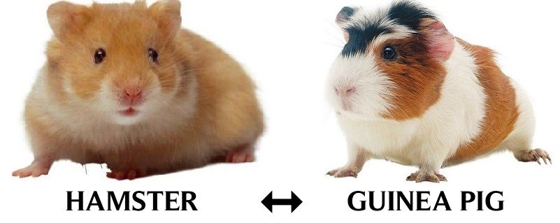 hamster-guinea-pig.jpg