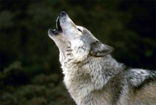 Wolf-2.jpg