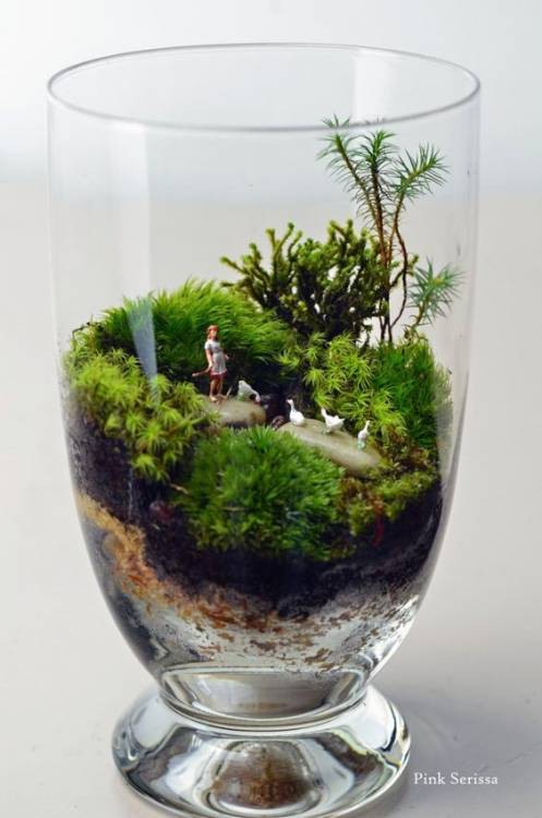 terrarium-1.jpg