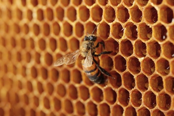 bee-honeycomb-121005.jpg