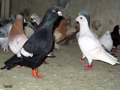 guvercin-hastaliklari.jpg