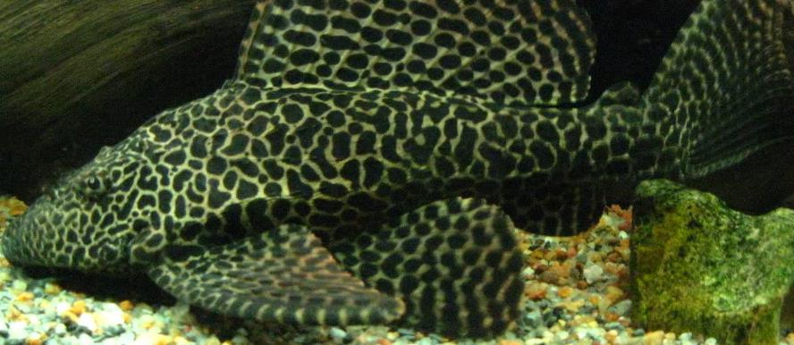 leopar-vatoz.jpg