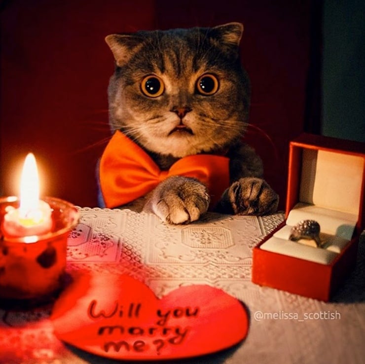 einstein-kedi1.jpg