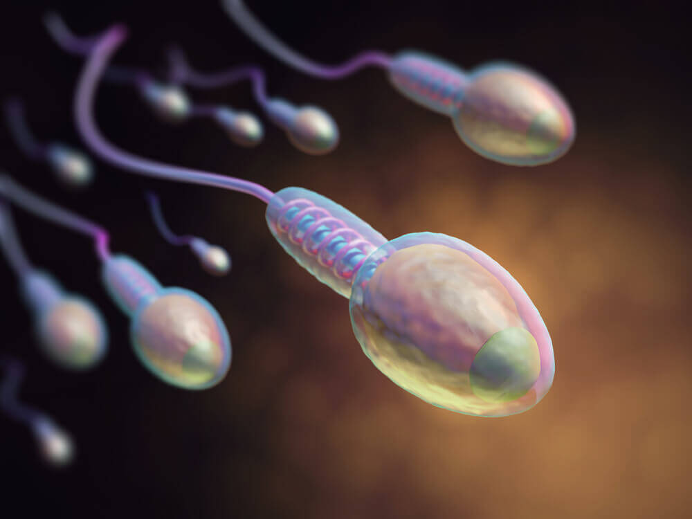 Sperm Morfolojisi ve Önemi