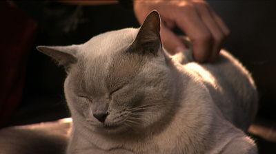 Cats-Purr-Still-1_large.jpg