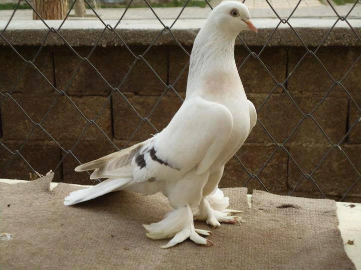 guvercin-turleri.jpg