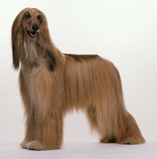afghan-hound.jpg